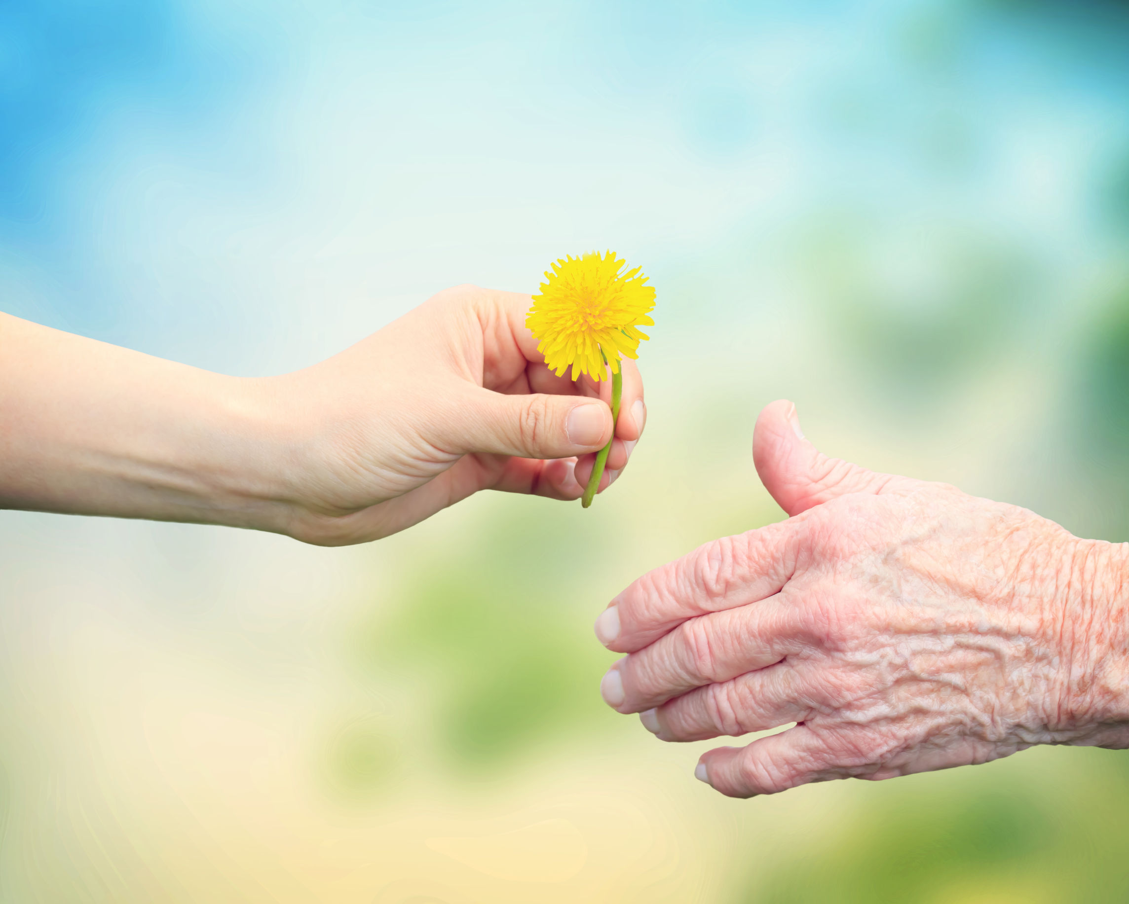 Close-up of the hand of an elderly person receiving a yellow flower