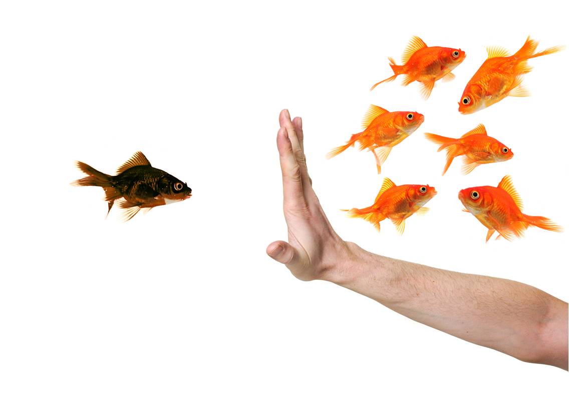 Photo showing a black fish being stopped from joining another six goldfish by a human hand