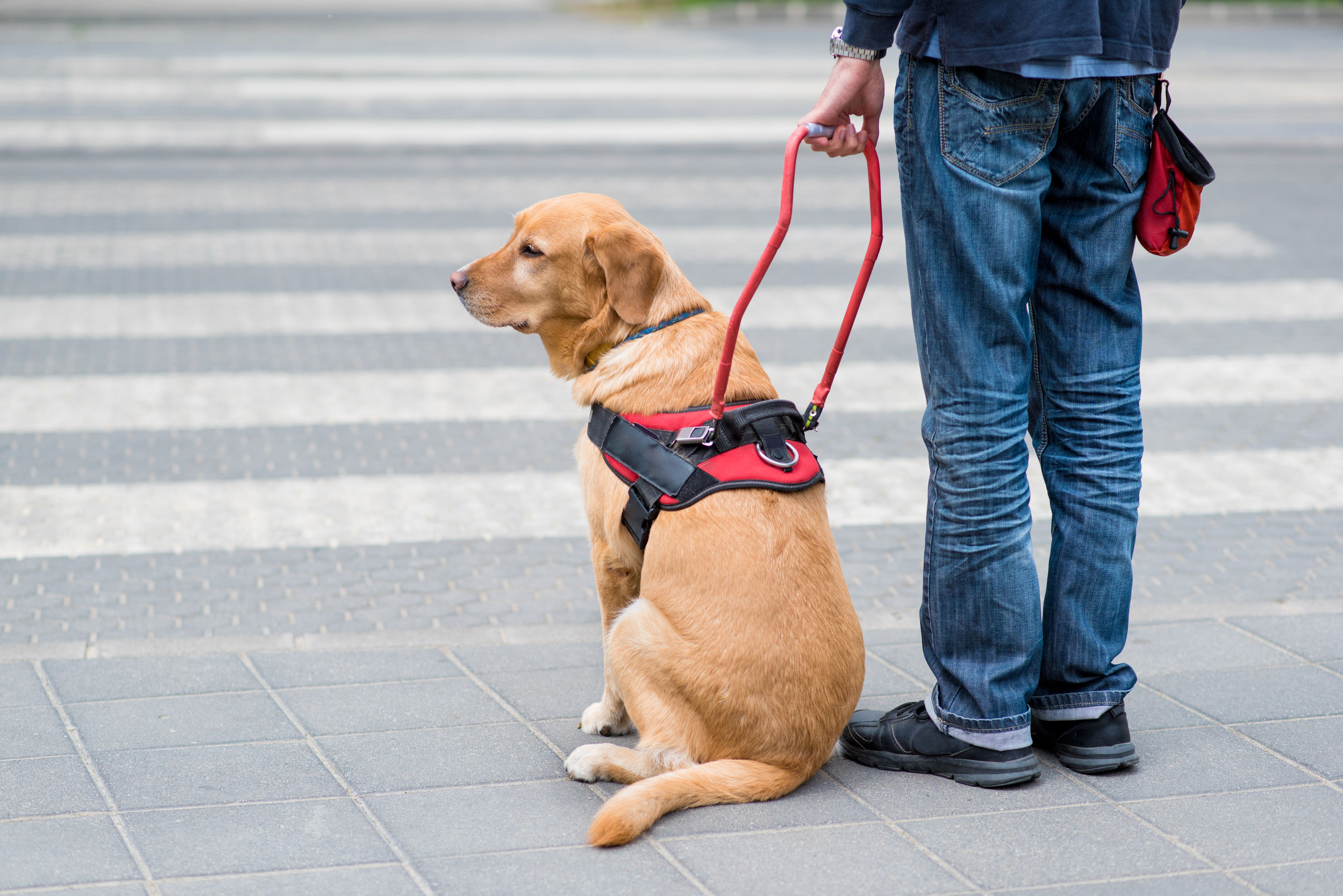 Photo of a guide dog Photo of a guide dog