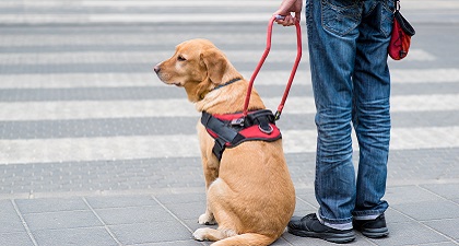 A guide dog is by the side of a blind man, on pedestrian crossing